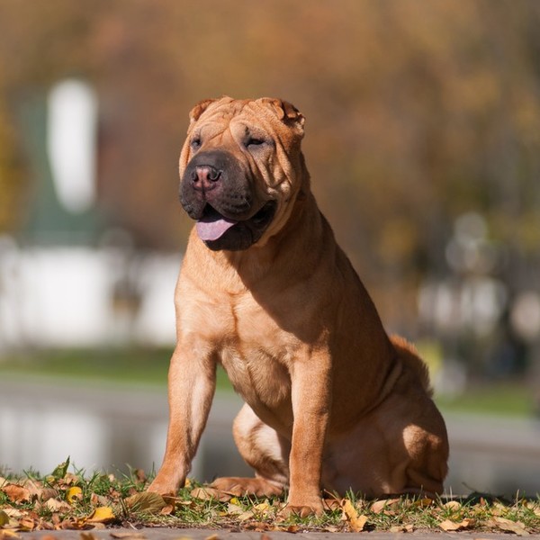 W swojej ojczyźnie psy Shar pei były wykorzystywane do różnych celów m.in. strzeżenia świątyń i polowania na dziką zwier