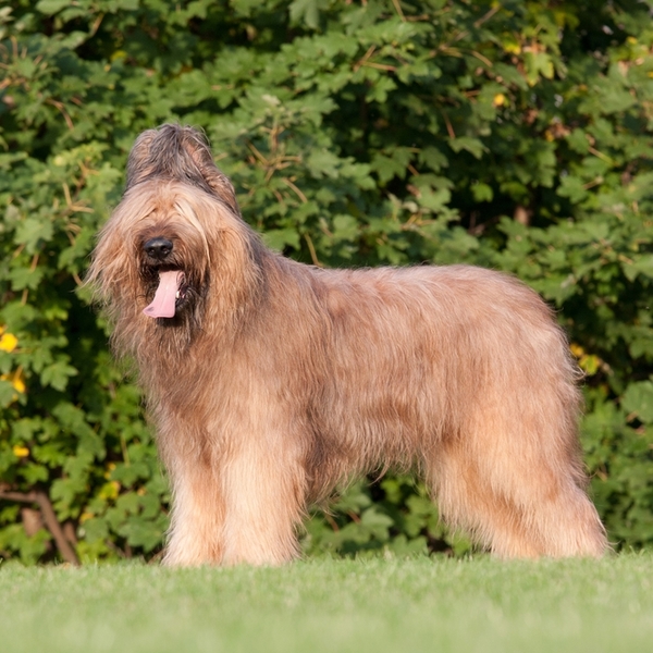 Owczarek francuski Briard Owczarek francuski Briard to stara francuska rasa pasterzy. Pierwsze pisemne wzmianki na jej t