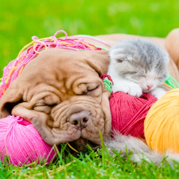 Szczeniak dogue de Bordeaux i młody kotek.