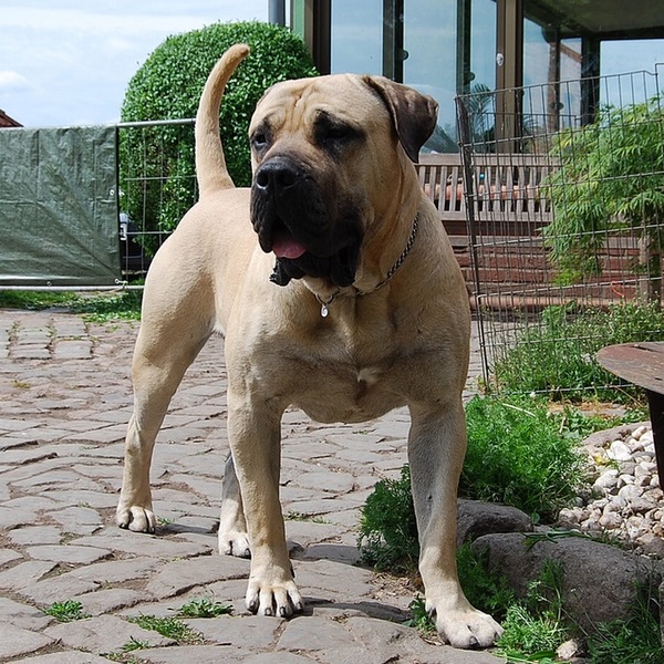 W naszym kraju dużą popularnością cieszy się dog kanaryjski , który mimo zrównoważonego charakteru trafił do wykazu ras 