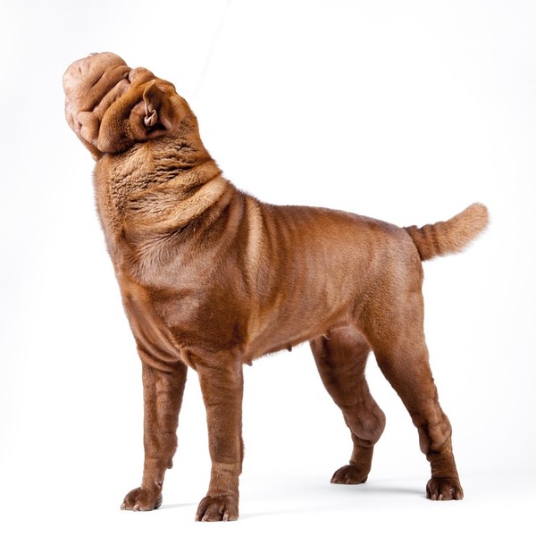 Popularność Shar peia rosła w bardzo szybkim tempie, a w 1981 roku uznano standard rasy.