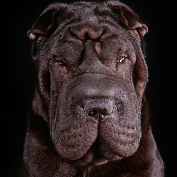 Shar pei c harakter psów Shar pei - jak każdy przedstawiciel molosowatych - jest psem spokojnym o wręcz flegmatycznym us