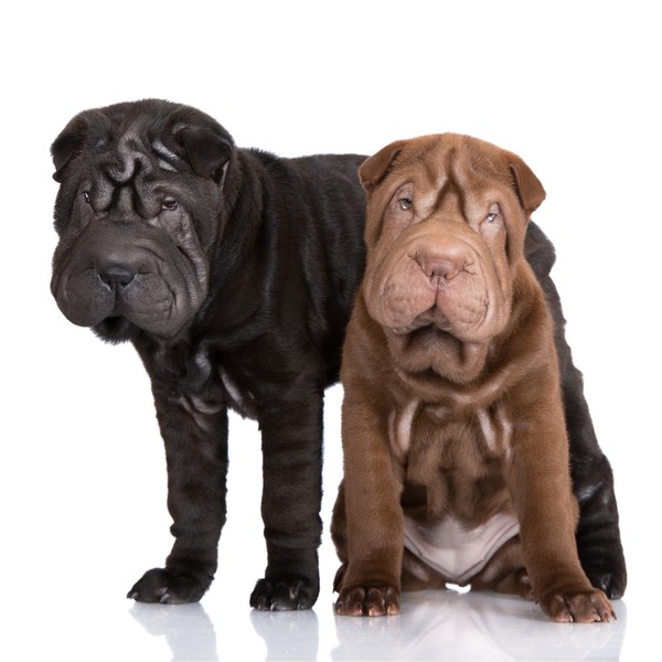 Nazwa shar-pei w Chinach wymawiana jest jako "sah-pay", co w wolnym tłumaczeniu oznacza "papier ścierny". Skóra psa Shar