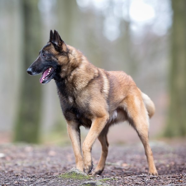 Owczarek belgijski Malinois Malinois, wyhodowany nieopodal belgijskiego miasta o tej samej nazwie, jest czworonogiem wie