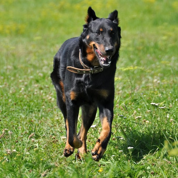 Owczarek francuski Beauceron Owczarek francuski krótkowłosy Beauceron ma prawdopodobnie tych samych przodków co Briard. 