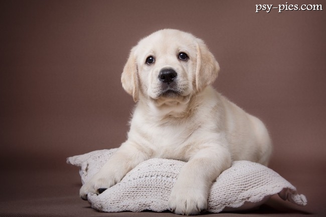 umaszczenie biszkoptowe labradora