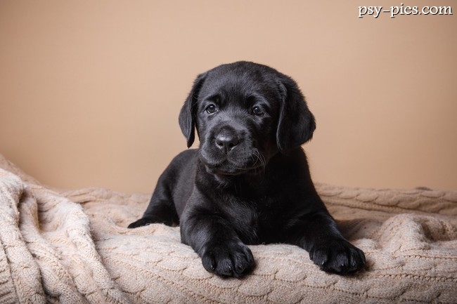 umaszczenie czarne labradora