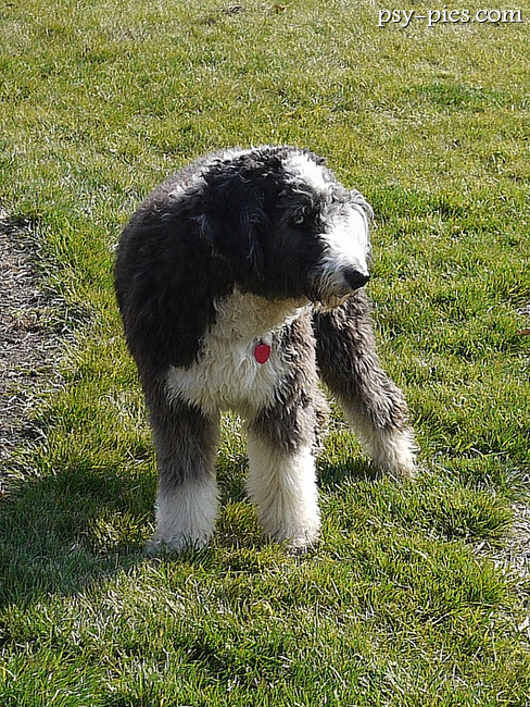Aussiedoodle