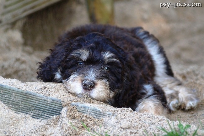 Szczeniak aussiedoodle