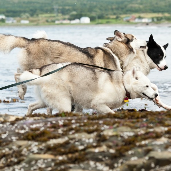 Psy pociągowe Do ras pociągowych zaliczamy m.in. Szwajcarskie psy pasterskie , Alaskan Malamute oraz Husky syberyjskie .