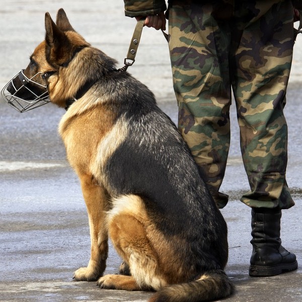 Psy służbowe Do ras psów służbowych zaliczamy m.in. owczarki niemieckie, dobermany , rottweilery i airedale terriery . Z