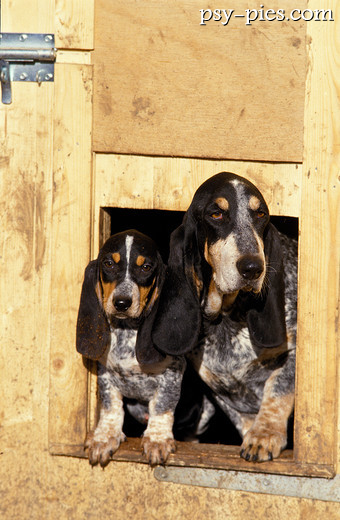 Psy bassety