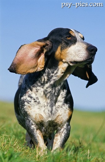 Pies Basset gaskoński