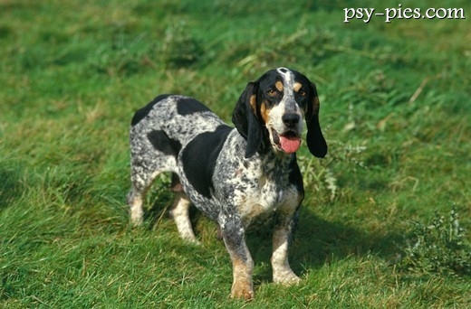 Pies gończy basset