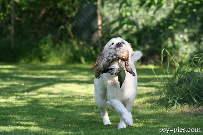 golden retriever