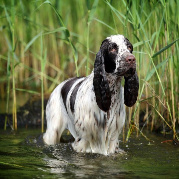 Rasy zaklasyfikowane do płochaczy - Springer spaniel angielski Springer spaniel angielski ma kilka cech, które różnią go
