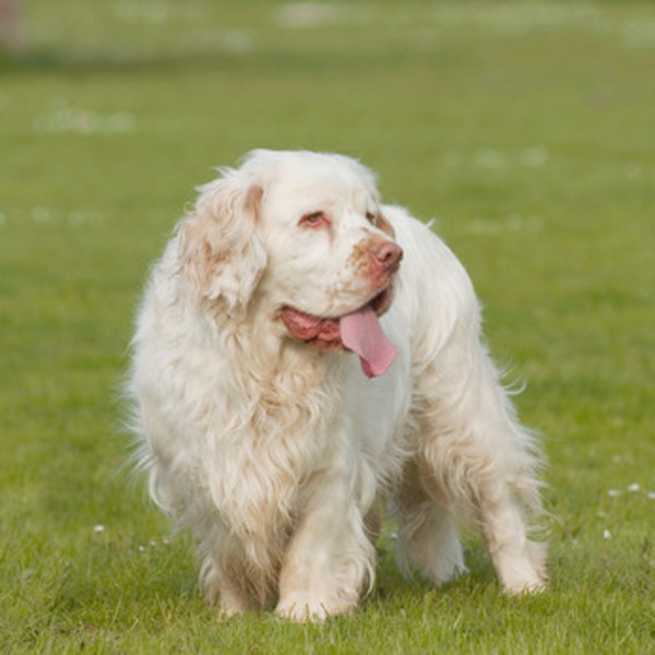 Rasy zaklasyfikowane do płochaczy - Clumber Spaniel Clumber, mimo swojego niepozornego i lekko misiowatego wyglądu, jest