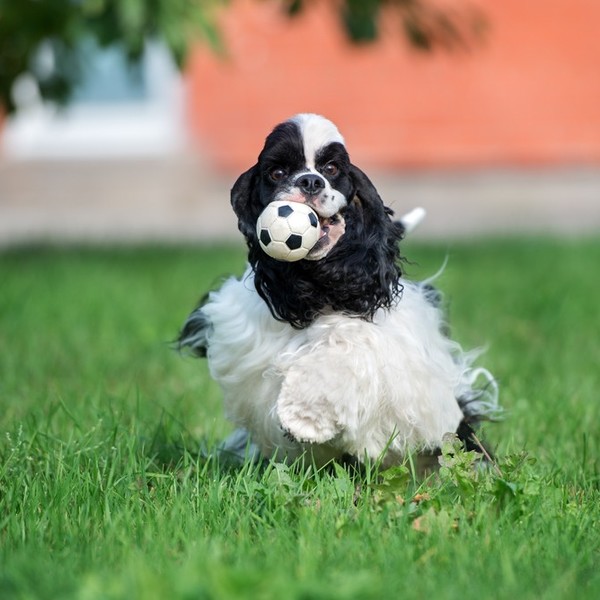 Rasy zaklasyfikowane do płochaczy - Cocker spaniel amerykański Jeżeli szukasz łagodnego, spokojnego i uczuciowego czworo