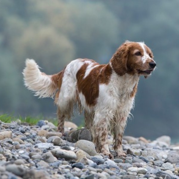 Rasy zaklasyfikowane do płochaczy - Springer spaniel walijski Springer spaniel walijski to wierny i oddany przyjaciel cz