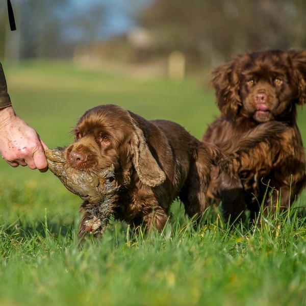 Rasy płochaczy - Sussex Spaniel Sussex Spaniel to pies wybitnie aktywny, który będzie się źle czuł w środowisku miejskim