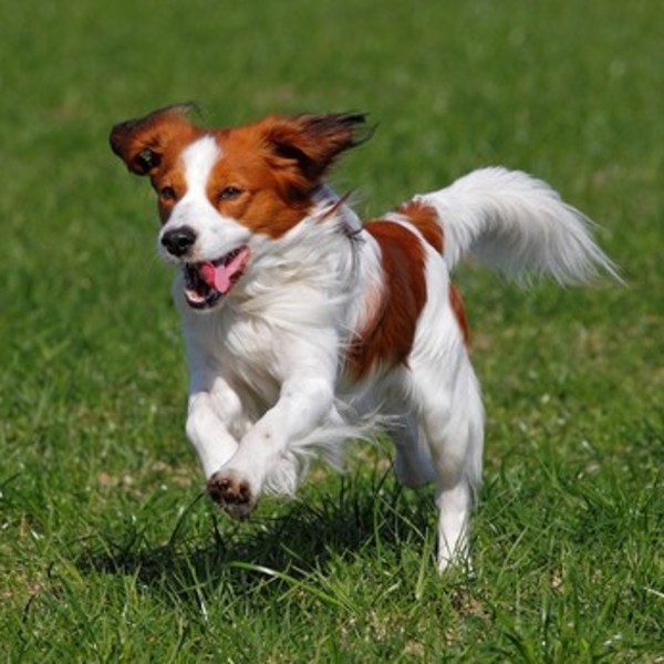 Rasy zaklasyfikowane do płochaczy - Kooikerhondje (płochacz holenderski) Kooikerhondje to pies wymagający, który uwielbi