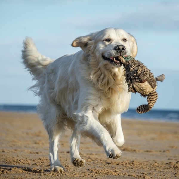 Rasy płochaczy - Golden retriever Golden retriever to psia legenda - wytrzymały, energiczny, inteligentny, o łagodnym ch
