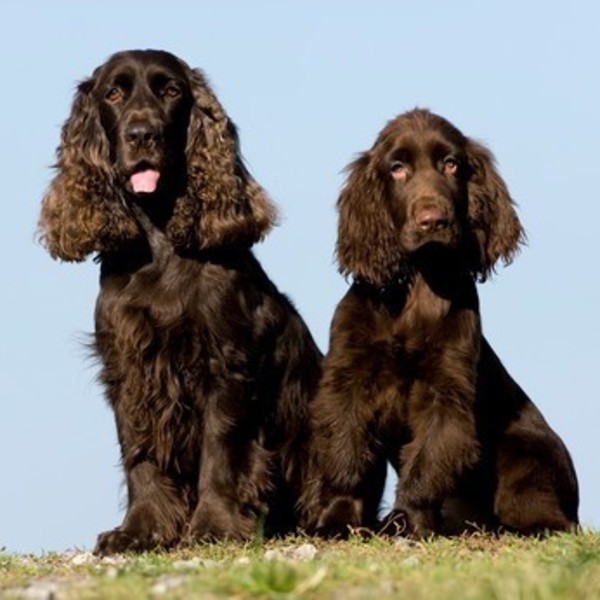 Rasy zaklasyfikowane do płochaczy - Field Spaniel Field Spaniel to bardzo spokojny i łagodny czworonóg, który nie wykazu