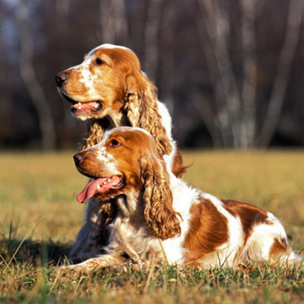 Rasy zaklasyfikowane do płochaczy - Cocker spaniel angielski Cocker Spaniel angielski to przyjacielski i bardzo miły pie