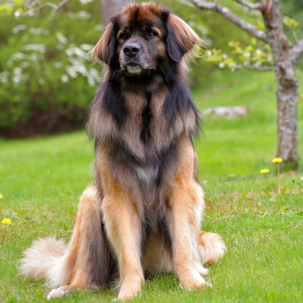 Duże rasy psów ze zdjęciami - Leonberger Leonbergery doskonale sprawdzają jako wodne psy ratownicze. Najczęściej sprawdz