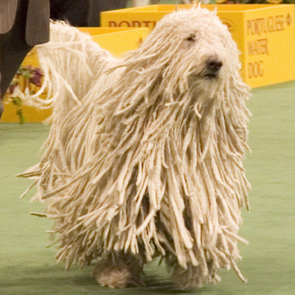 Duże rasy psów ze zdjęciami - Komondor "Włochaty" potężny pies pasterski pochodzący z Azji. Pierwotnie były wykorzystywa