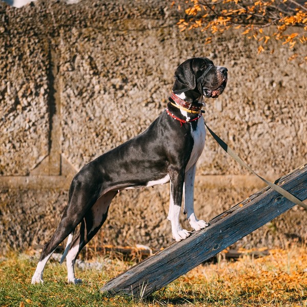 Duże rasy psów ze zdjęciami - Dog Duży pies obronny doskonale sprawdzający się jako towarzysz. Dogi mają gładką i krótką