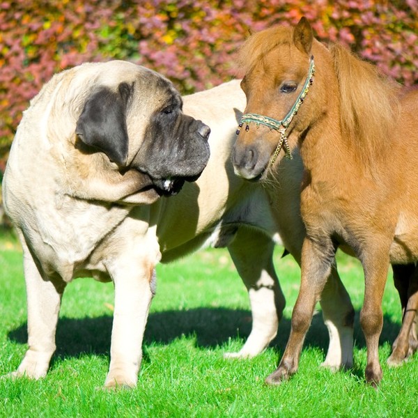 Duże rasy psów ze zdjęciami - Mastiff Największy i najcięższy pies świata. Początkowo mastiffy były wykorzystane do stró