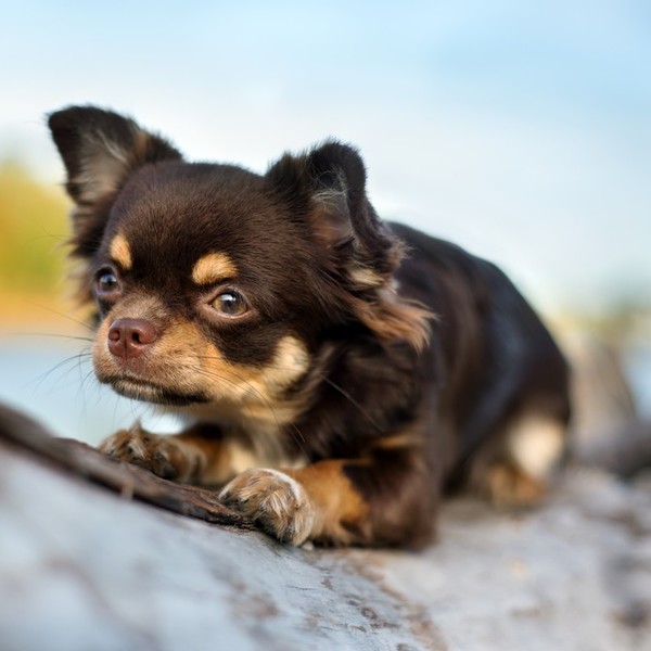Chihuahua Te małe psy są bardzo żywotne. Żyją prawie dwa razy dłużej niż większość innych psów. Pamiętaj, że wiele zależ