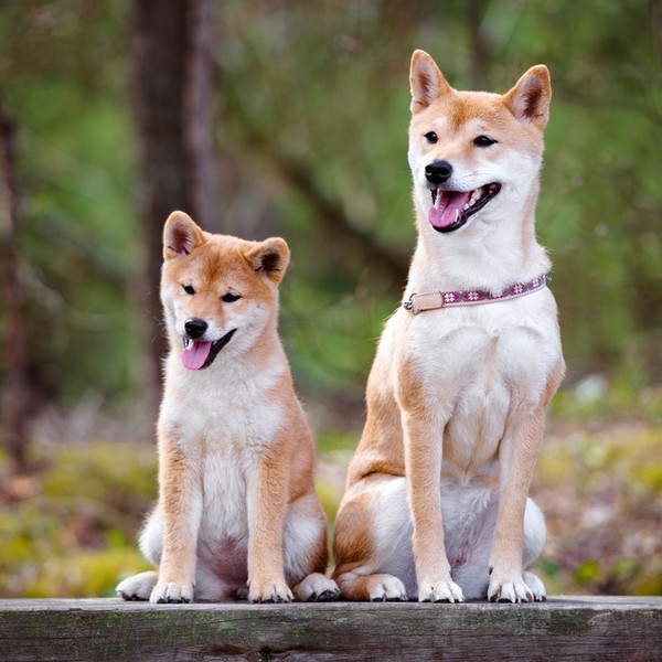 Shiba inu Te małe, wytrwałe psy miewają pewne problemy zdrowotne, ale zdarza się to rzadko. Najczęściej przytrafia się i