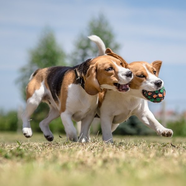 Beagle Beagle to energiczne psy gończe, cieszące się dobrym zdrowiem. Miewają jednak skłonności do alergii, otyłości a t