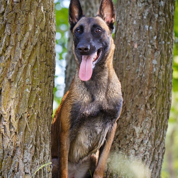Malinois Belgijski pies pasterski , który często wykorzystywany jest w policji, wojsku i oddziałach antyterrorystycznych