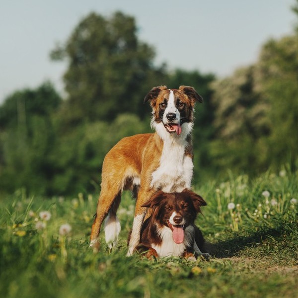 Border collie Jedne z najinteligentniejszych psów . Mając border collie możesz być pewien, że wizyty u weterynarza będą 