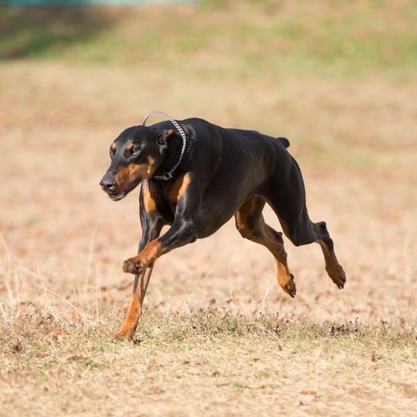 Doberman Te bardzo inteligentne psy miewały kiedyś spore problemy zdrowotne. Dzięki nowoczesnym metodom hodowli, większo