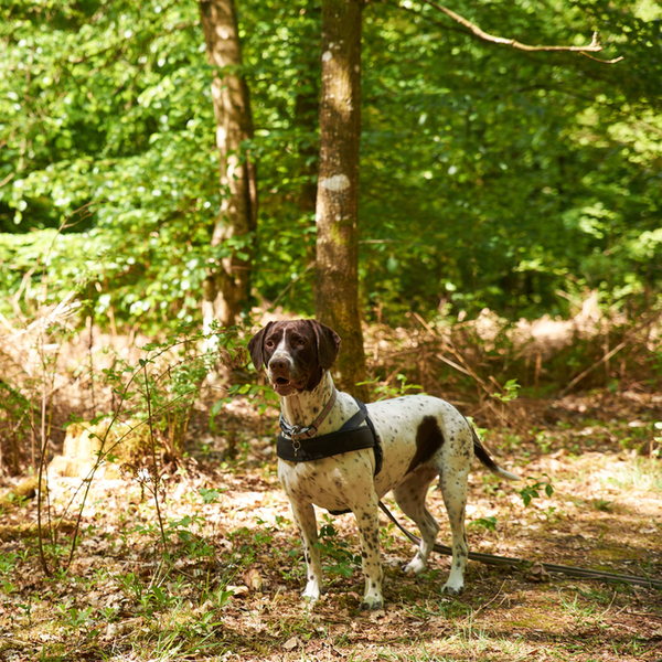 Wyżeł duński (Old Danish Pointer) Początek tej rasy sięga 1710 roku, kiedy Morten Bak, żyjący w Glenstrup niedaleko mias