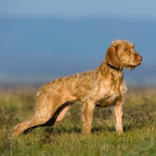 Wyżeł węgierski szorstkowłosy (Wire-haired Vizsla) Wyżeł węgierski szorstkowłosy (Vizsla) został stworzony poprzez skrzy