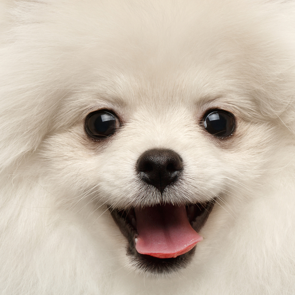 Szpice podział ras psów Do szpiców zalicza się kilkadziesiąt różnych ras, m.in.: Akita inu, Chow chow, Akita amerykańska