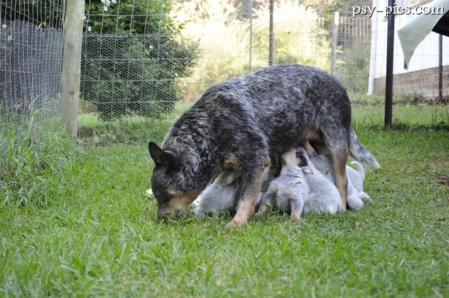 Australian cattle dog o krótkiej sierści na spacerze