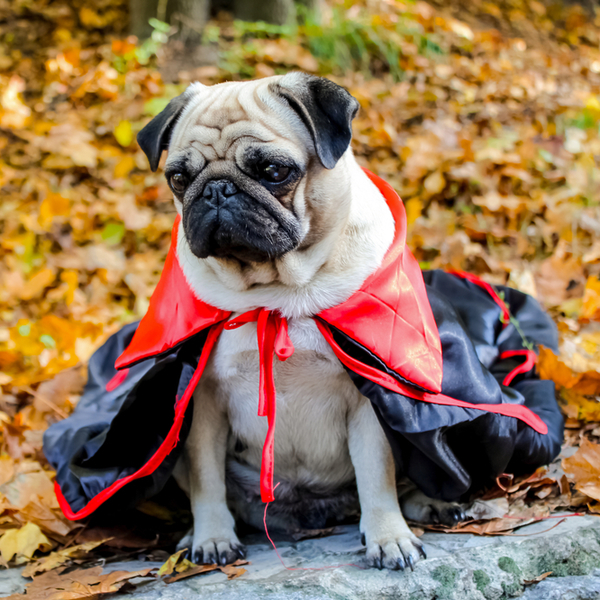 Psy Halloween (psiaki Halloween) w Stanach Zjednoczonych W USA Hallooween jest obchodzone szczególnie spektakularnie. W 