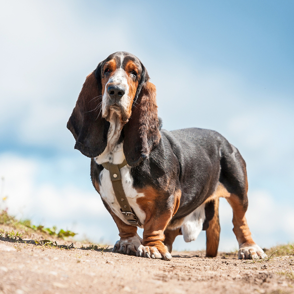 Rasy psów genetycznie zmodyfikowanych - Basset Wiele wskazuje na to, że Basset powstał przez mutację w rasie bloodhound,