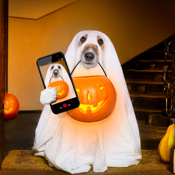 Sprawdź jak śmiesznie przebrać halloweenowe psiaki - kostiumy dla psów na halloween Obchodzone 31 października każdego r