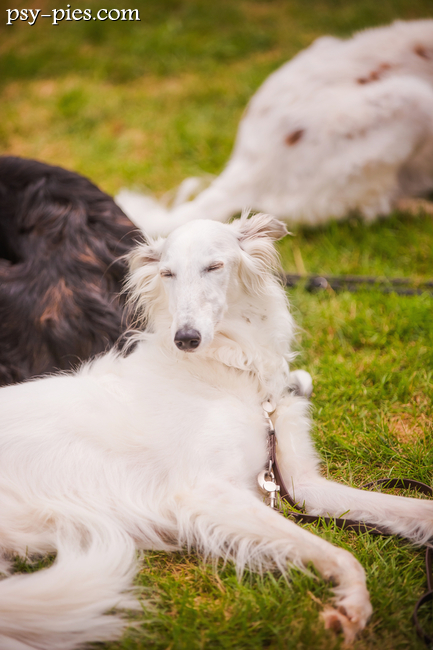 Silken Windhound