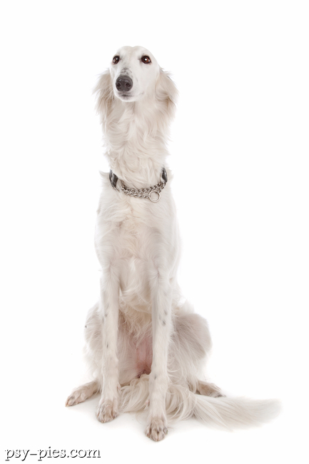 Silken Windhound biały