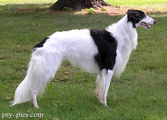 Silken Windhound (Silken)