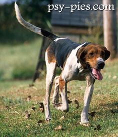Treeing Walker Coonhound