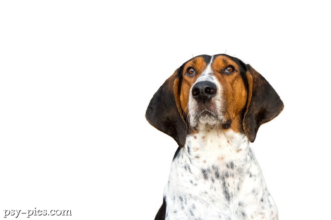 Treeing Walker Coonhound